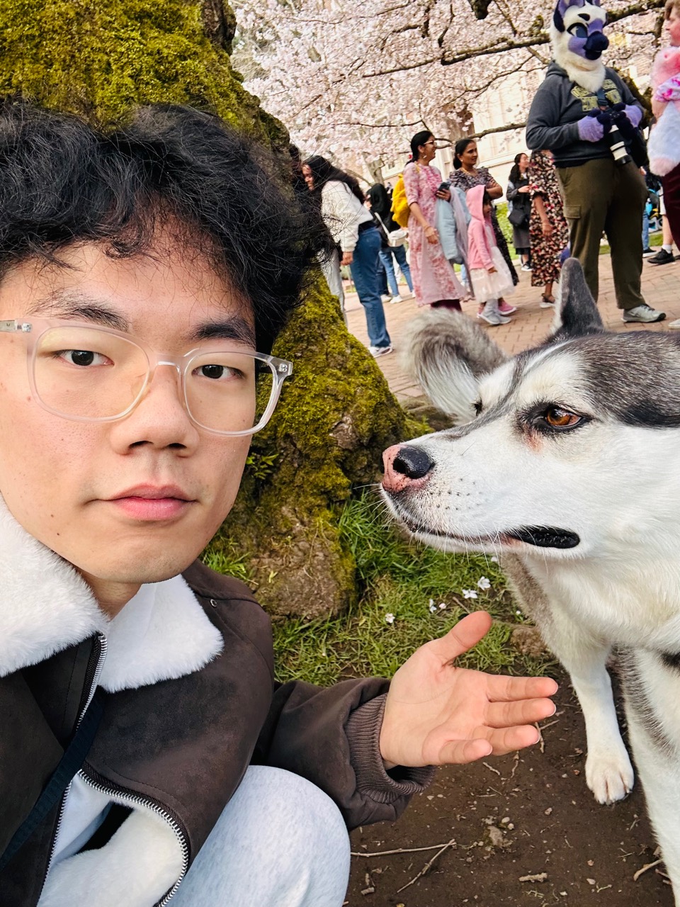 Ruisen Tu with a husky under cherry blossoms